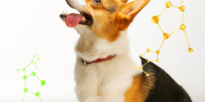 爱犬软便怎么办？ 疯狂小狗解锁爱犬肠道健康密码