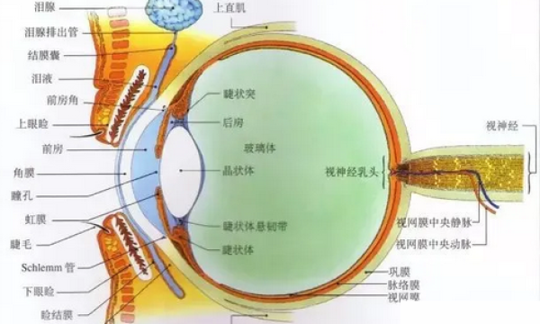 近视是如何一步一步发展成为高度的？